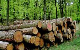 Công bố kế hoạch khai thác chính gỗ rừng tự nhiên năm 2013